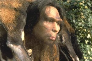Reconstitution d'Homo Erectus